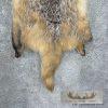 American Badger Tanned Hide For Sale - Image 4