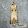 American Badger Tanned Hide For Sale - Image 5