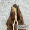 Skunk Dressing Tanned Hide For Sale - Image 2