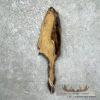 Skunk Dressing Tanned Hide For Sale - Image 5