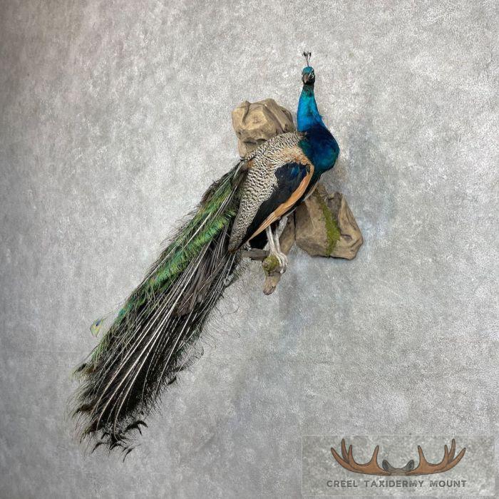 Blue Indian Peacock Taxidermy Bird Mount For Sale - Image 3