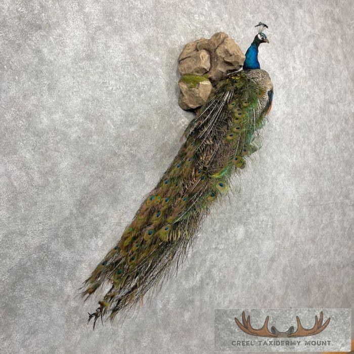 Blue Indian Peacock Taxidermy Bird Mount For Sale - Image 2