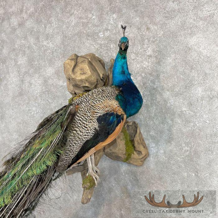 Blue Indian Peacock Taxidermy Bird Mount For Sale - Image 4