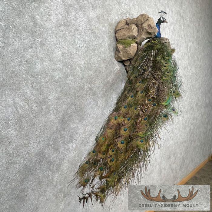 Blue Indian Peacock Taxidermy Bird Mount For Sale - Image 5