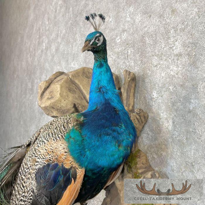 Blue Indian Peacock Taxidermy Bird Mount For Sale - Image 7