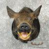 Wild Boar Taxidermy Shoulder Mount For Sale - Image 2