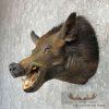Wild Boar Taxidermy Shoulder Mount For Sale - Image 3