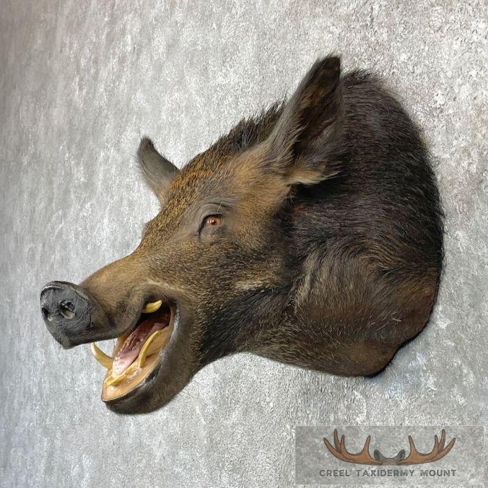 Wild Boar Taxidermy Shoulder Mount For Sale - Image 3