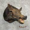 Wild Boar Taxidermy Shoulder Mount For Sale - Image 4