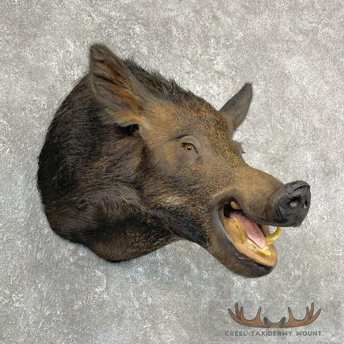 Wild Boar Taxidermy Shoulder Mount For Sale - Image 4