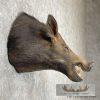 Wild Boar Taxidermy Shoulder Mount For Sale - Image 5