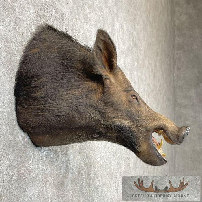 Wild Boar Taxidermy Shoulder Mount For Sale - Image 5