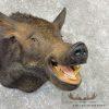 Wild Boar Taxidermy Shoulder Mount For Sale - Image 6