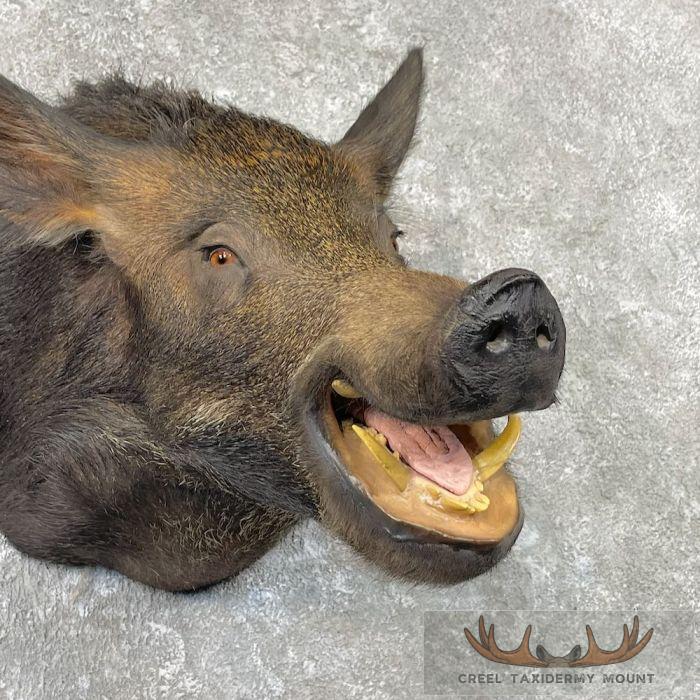Wild Boar Taxidermy Shoulder Mount For Sale - Image 6