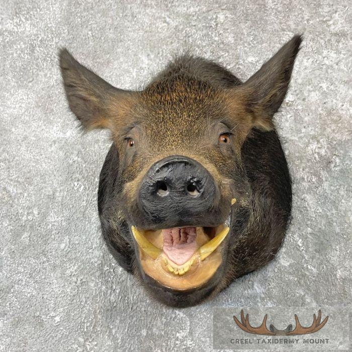Wild Boar Taxidermy Shoulder Mount For Sale - Image 7