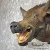 Wild Boar Taxidermy Shoulder Mount For Sale - Image 8