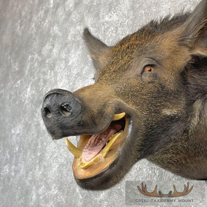 Wild Boar Taxidermy Shoulder Mount For Sale - Image 8