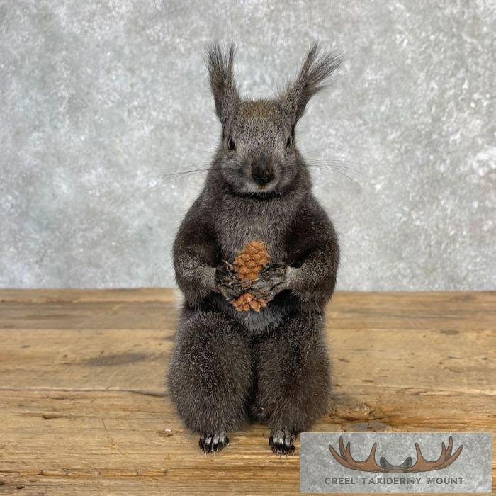 Kaibab Squirrel Life-Size Taxidermy Mount For Sale - Image 2