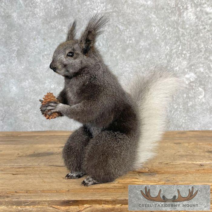 Kaibab Squirrel Life-Size Taxidermy Mount For Sale - Image 3
