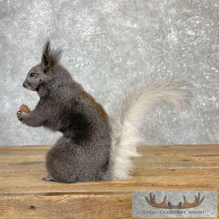 Kaibab Squirrel Life-Size Taxidermy Mount For Sale - Image 4