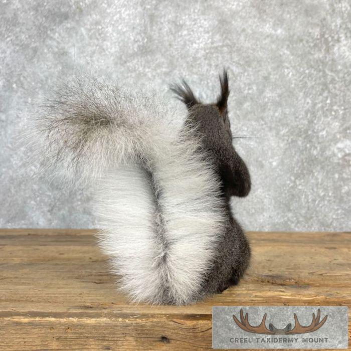 Kaibab Squirrel Life-Size Taxidermy Mount For Sale - Image 5