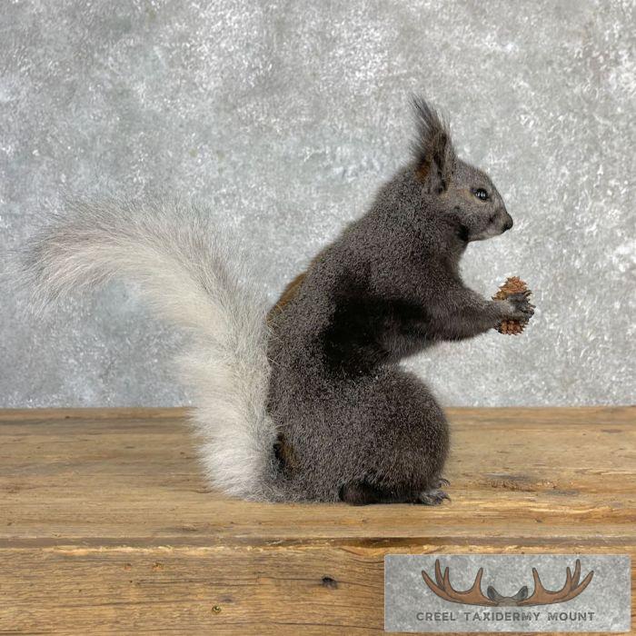 Kaibab Squirrel Life-Size Taxidermy Mount For Sale - Image 6