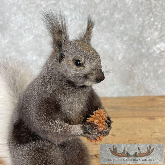 Kaibab Squirrel Life-Size Taxidermy Mount For Sale - Image 7