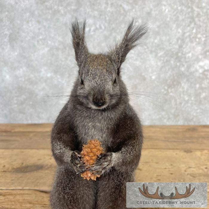 Kaibab Squirrel Life-Size Taxidermy Mount For Sale - Image 8