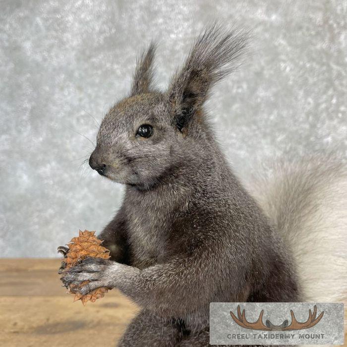 Kaibab Squirrel Life-Size Taxidermy Mount For Sale - Image 9