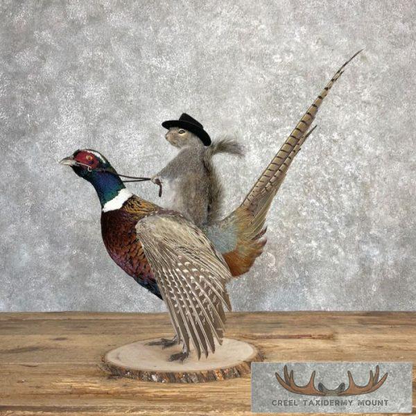 Cowboy Squirrel & Ringneck Pheasant Novelty Mount For Sale - Image 2
