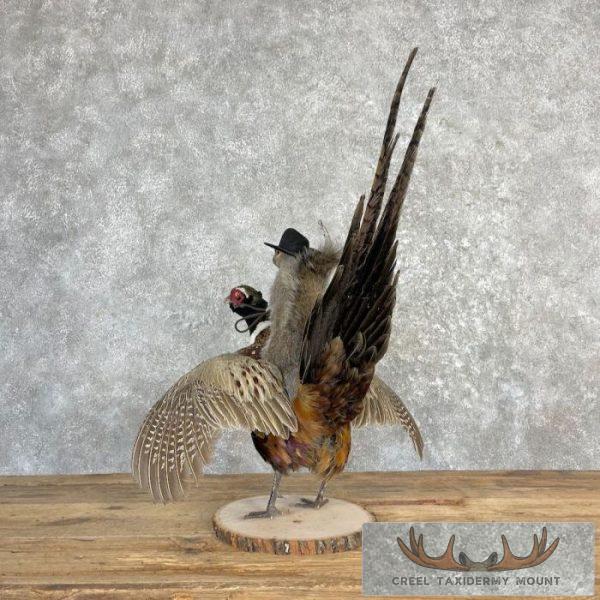 Cowboy Squirrel & Ringneck Pheasant Novelty Mount For Sale - Image 3