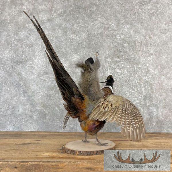 Cowboy Squirrel & Ringneck Pheasant Novelty Mount For Sale - Image 4