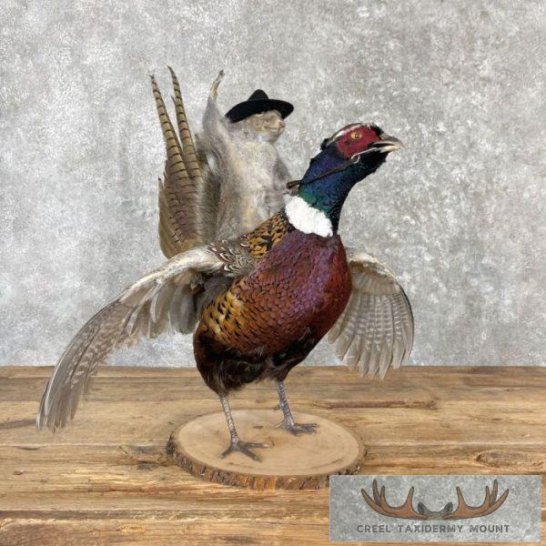 Cowboy Squirrel & Ringneck Pheasant Novelty Mount For Sale - Image 6