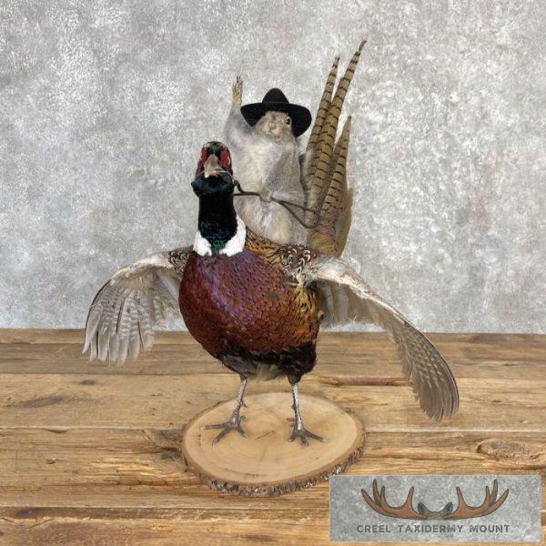 Cowboy Squirrel & Ringneck Pheasant Novelty Mount For Sale - Image 7