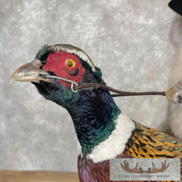 Cowboy Squirrel & Ringneck Pheasant Novelty Mount For Sale - Image 9