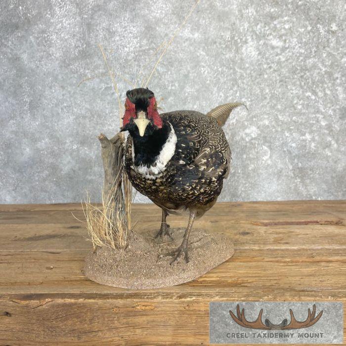 Ringneck Pheasant Taxidermy Bird Mount For Sale - Image 2