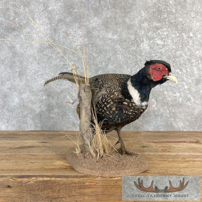 Ringneck Pheasant Taxidermy Bird Mount For Sale - Image 3