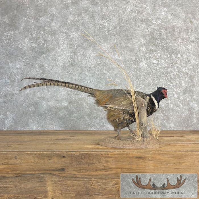 Ringneck Pheasant Taxidermy Bird Mount For Sale - Image 4