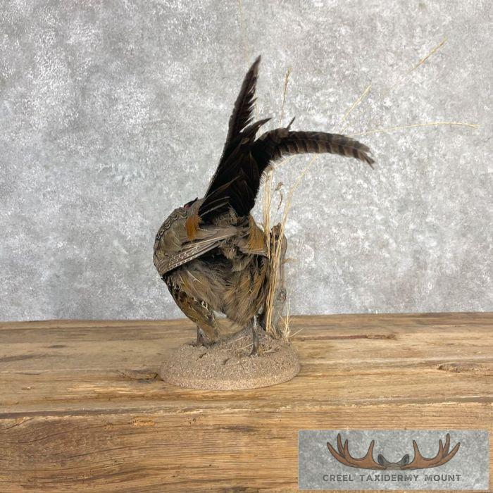 Ringneck Pheasant Taxidermy Bird Mount For Sale - Image 5