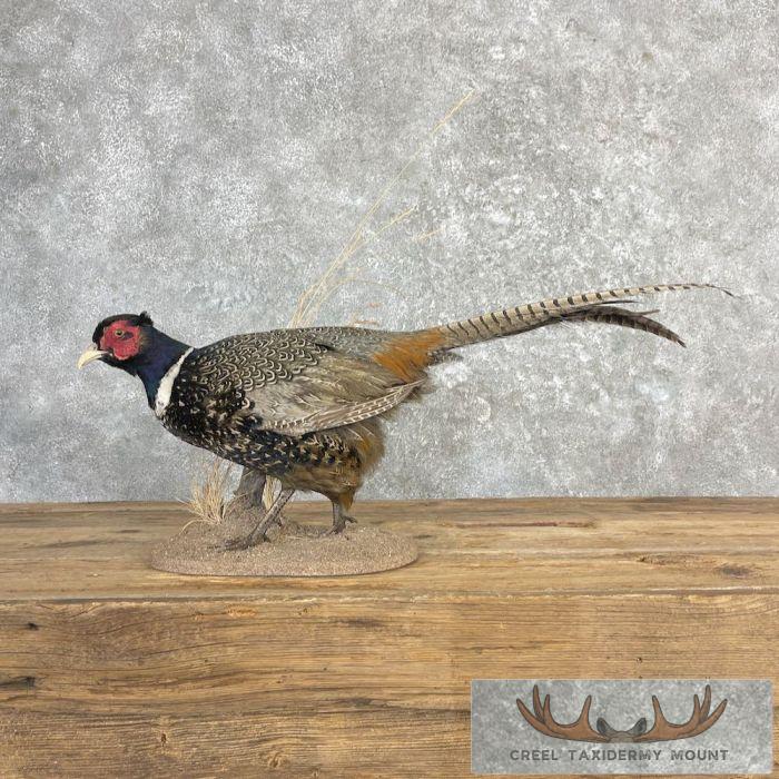 Ringneck Pheasant Taxidermy Bird Mount For Sale - Image 6