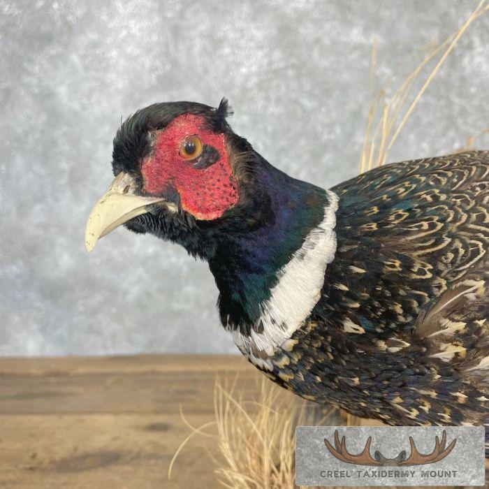 Ringneck Pheasant Taxidermy Bird Mount For Sale - Image 7