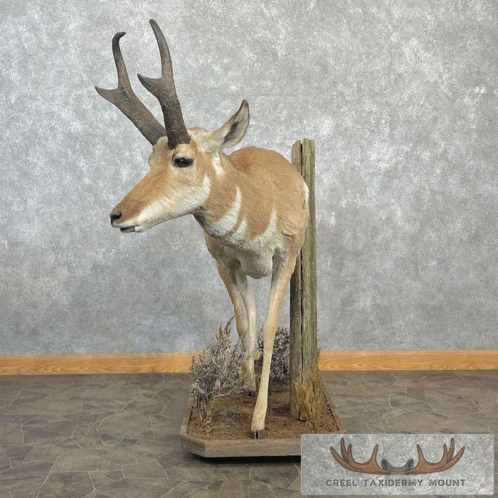 Pronghorn Antelope Life-Size Taxidermy Mount For Sale - Image 3