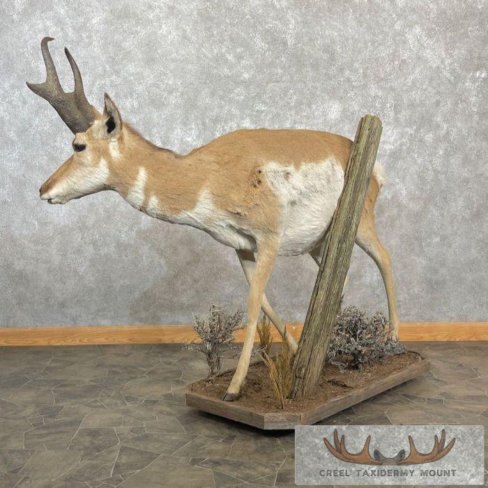 Pronghorn Antelope Life-Size Taxidermy Mount For Sale - Image 4