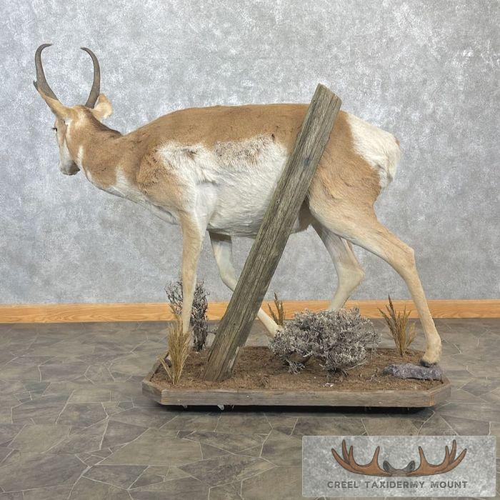 Pronghorn Antelope Life-Size Taxidermy Mount For Sale - Image 5