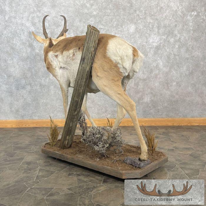 Pronghorn Antelope Life-Size Taxidermy Mount For Sale - Image 6