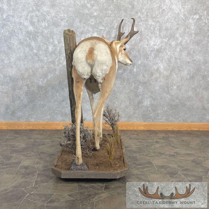 Pronghorn Antelope Life-Size Taxidermy Mount For Sale - Image 7