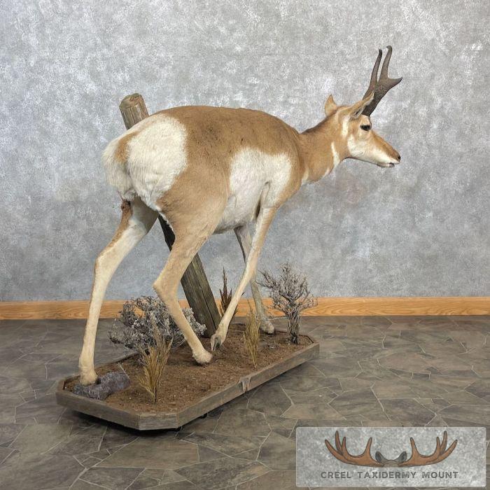 Pronghorn Antelope Life-Size Taxidermy Mount For Sale - Image 8