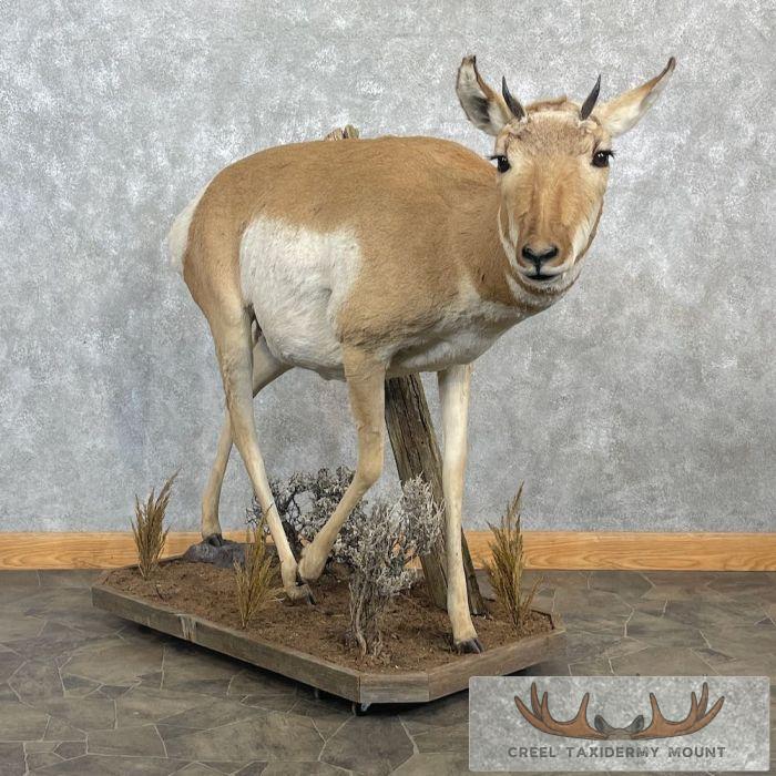 Pronghorn Antelope Life-Size Taxidermy Mount For Sale - Image 9