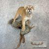 Mountain Lion (Cougar) Taxidermy Mount For Sale - Image 2