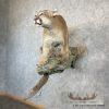 Mountain Lion (Cougar) Taxidermy Mount For Sale - Image 3